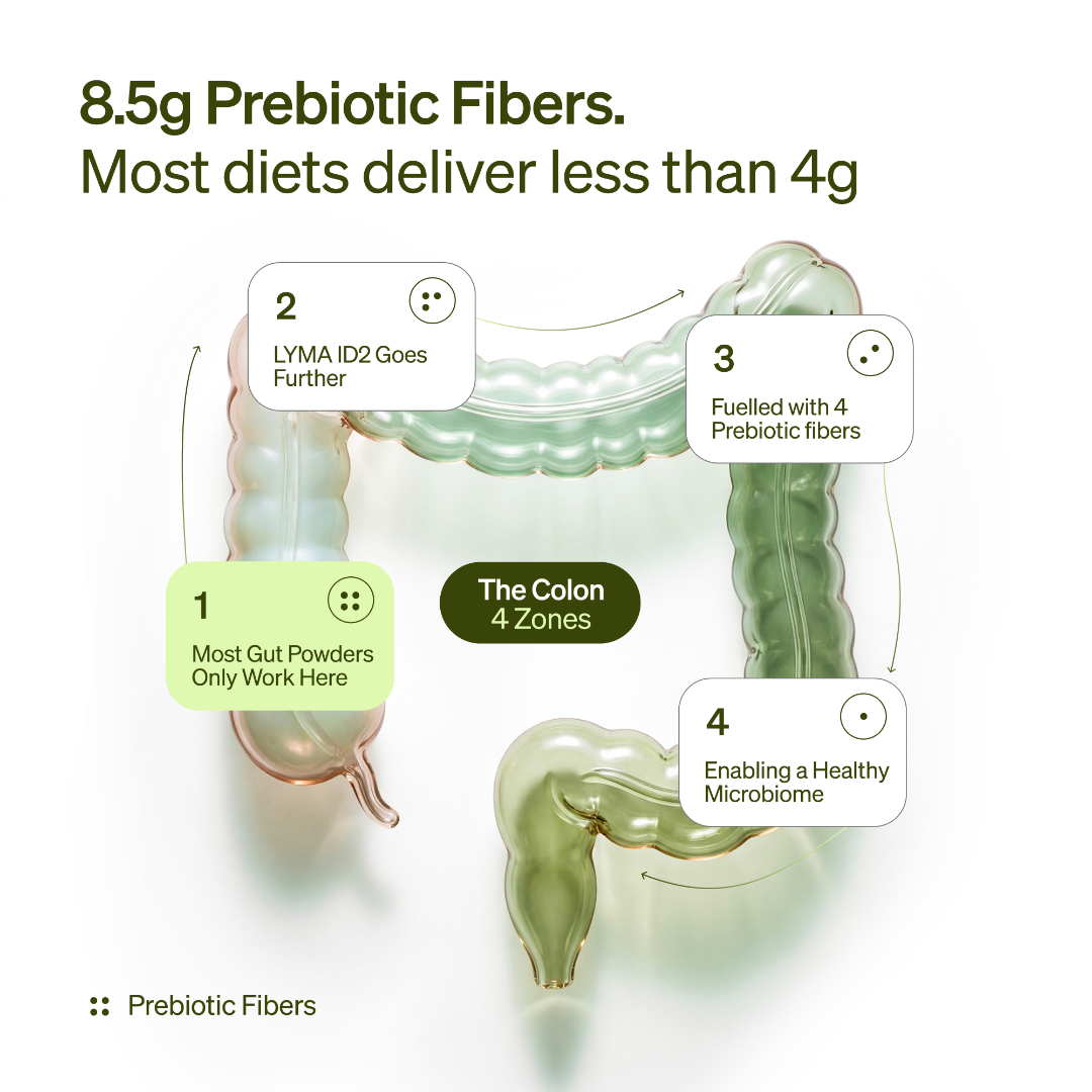 Diagram of the colon with prebiotic fibers highlighted, emphasizing 8.5g prebiotic fibers and their benefits.