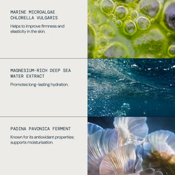 A three-panel product information graphic with text callouts and corresponding close-up imagery: marine microalgae chlorella vulgaris, magnesium-rich deep sea water extract, and padina pavonica ferment, shown on a light gray background.