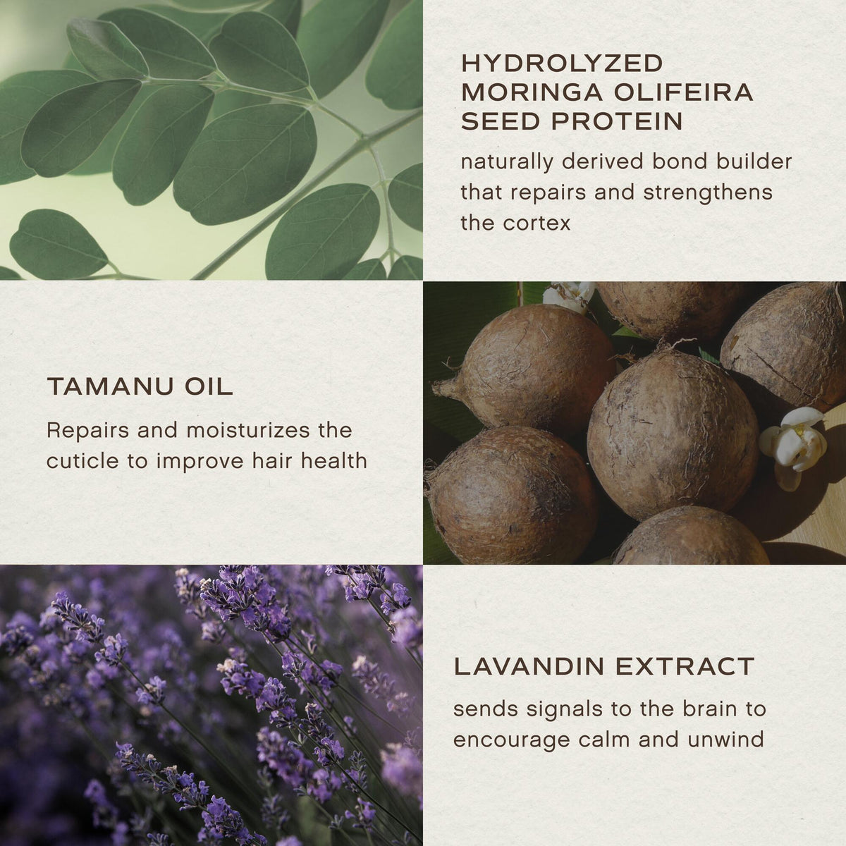 A four-panel informational graphic with text callouts about hair-care ingredients: hydrolyzed moringa olive seed protein, tanu oil, lavender extract, and a purple lavender field. The layout is clean and balanced, with ingredient imagery integrated into a light textured background.