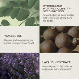 A four-panel informational graphic with text callouts about hair-care ingredients: hydrolyzed moringa olive seed protein, tanu oil, lavender extract, and a purple lavender field. The layout is clean and balanced, with ingredient imagery integrated into a light textured background.