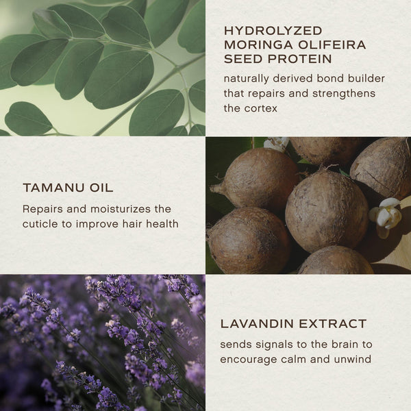 A four-panel informational graphic with text callouts about hair-care ingredients: hydrolyzed moringa olive seed protein, tanu oil, lavender extract, and a purple lavender field. The layout is clean and balanced, with ingredient imagery integrated into a light textured background.